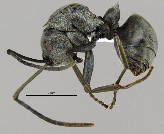 polyrhachis-inermis-lateral