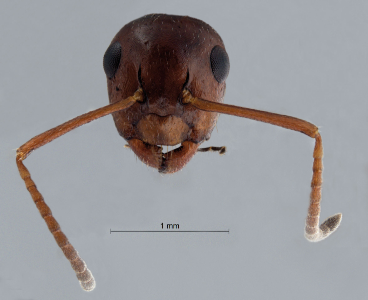 Camponotus lateralis frontal