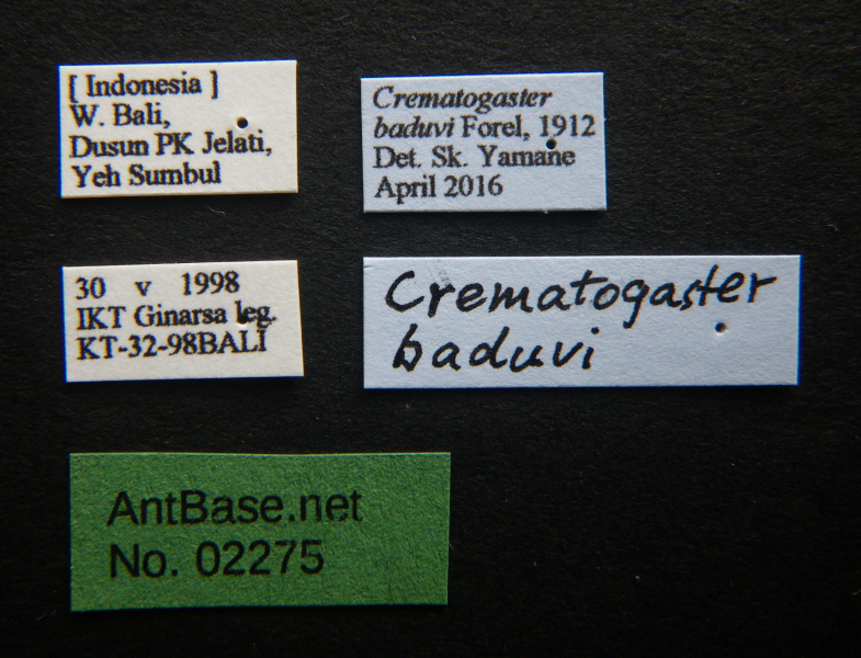 Crematogaster baduvi male label