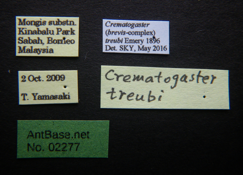 Crematogaster treubi label