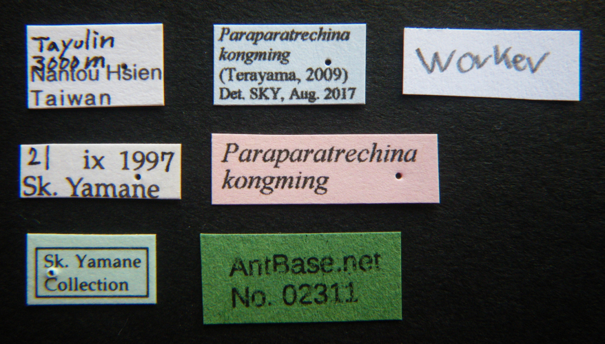 Polyrhachis cryptoceroides label