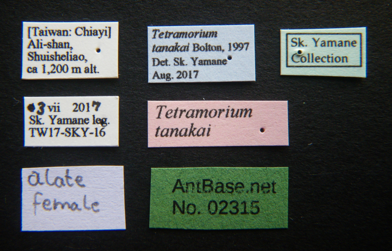 Polyrhachis cryptoceroides label