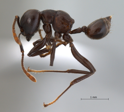 Crematogaster physothorax lateral