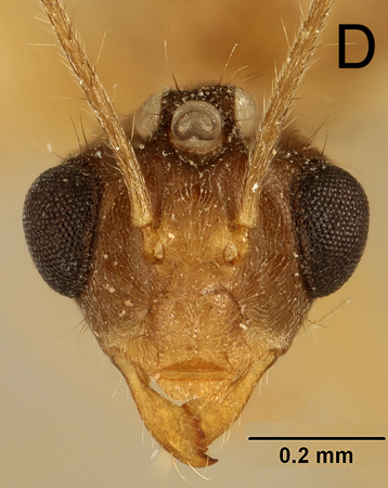 Euprenolepis negrosensis male frontal