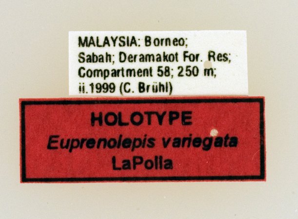 Euprenolepis variegata label