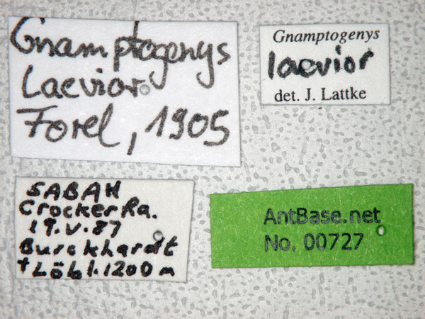 Gnamptogenys laevior label