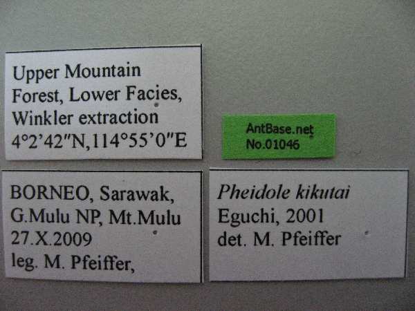 Pheidole kikutai label