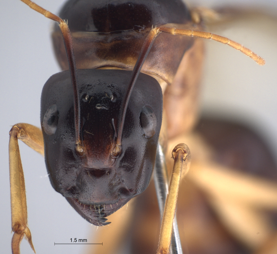 Camponotus arrogans alate frontal