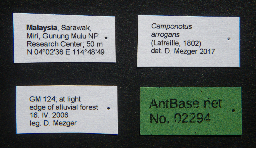 Camponotus arrogans alate label