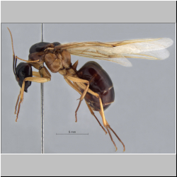  Camponotus arrogans alate (Smith, 1858)
