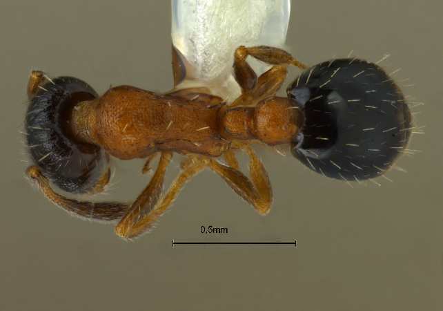 Temnothorax mongolicus dorsal
