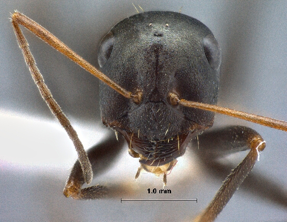 Cataglyphis aenescens frontal