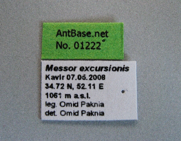 Messor excursionis label
