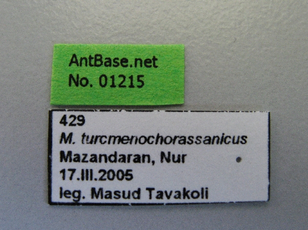 Messor turcmenochorassanicus label