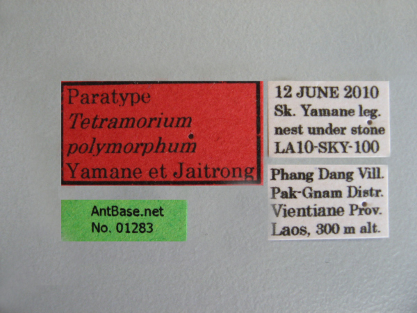Tetramorium polymorphum label
