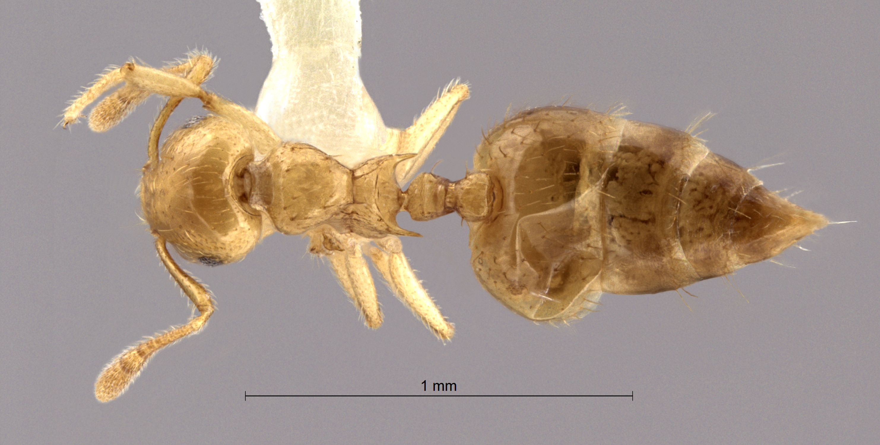 Crematogaster tumidula queen dorsal
