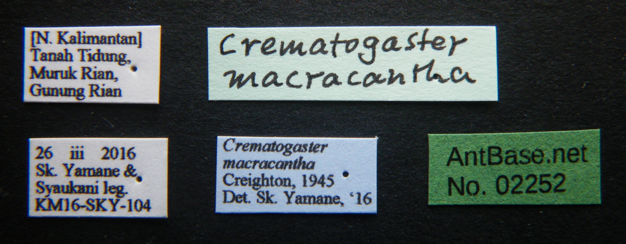 Crematogaster tumidula label