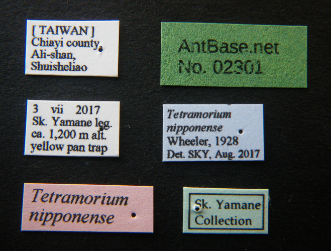 Tetramorium nipponense label