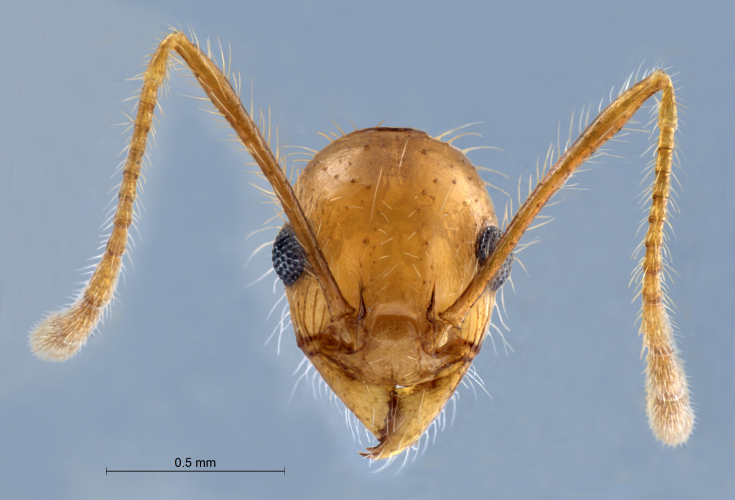 Colobopsis nipponica frontal