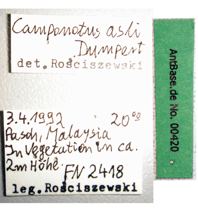 Camponotus asli label