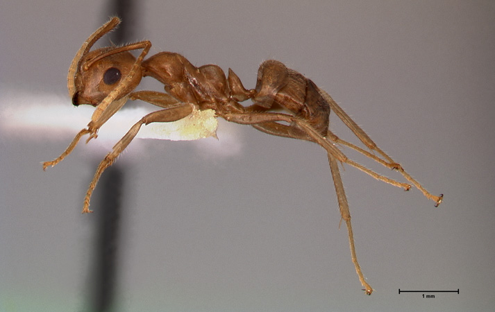 Camponotus asli lateral