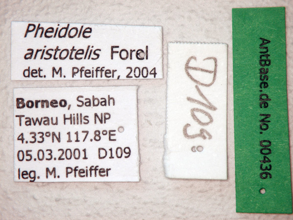 Pheidole aristotelis label