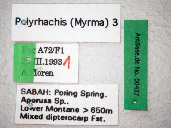 Polyrhachis 3 label