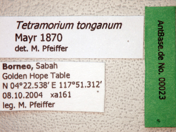 Tetramorium tonganum label