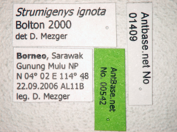 Strumigenys ignota label