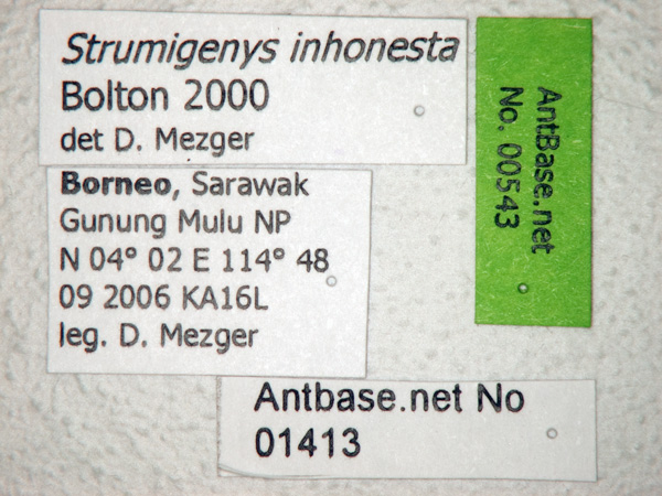 Strumigenys inhonesta label
