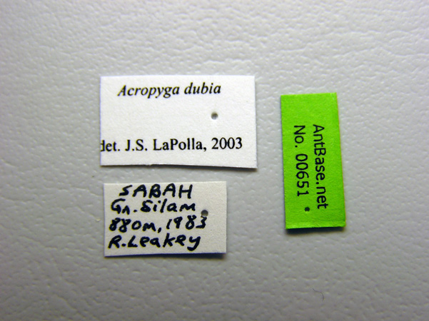 Acropyga dubia label