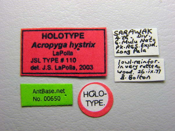 Acropyga hystrix label