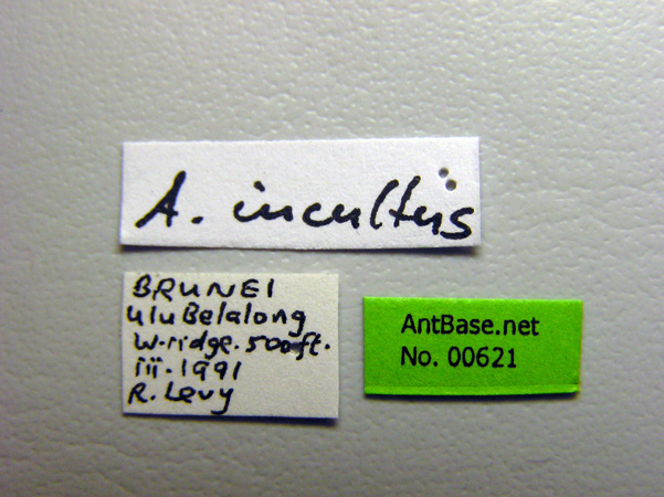 Anochetus incultus label