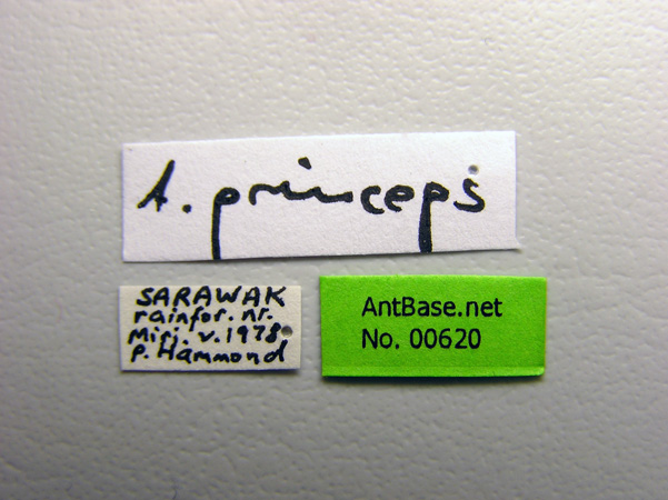 Anochetus princeps label