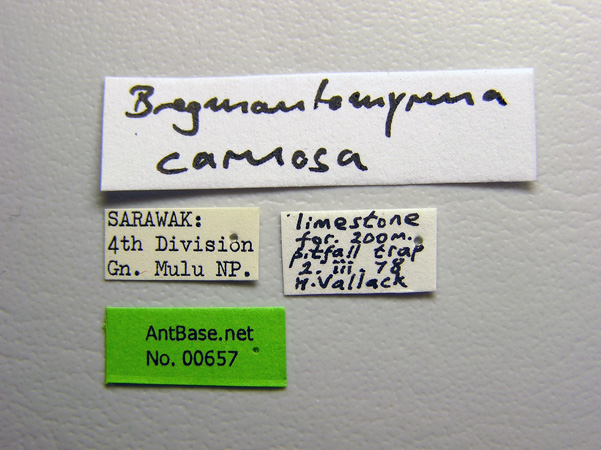 Bregmatomyrma carnosa label