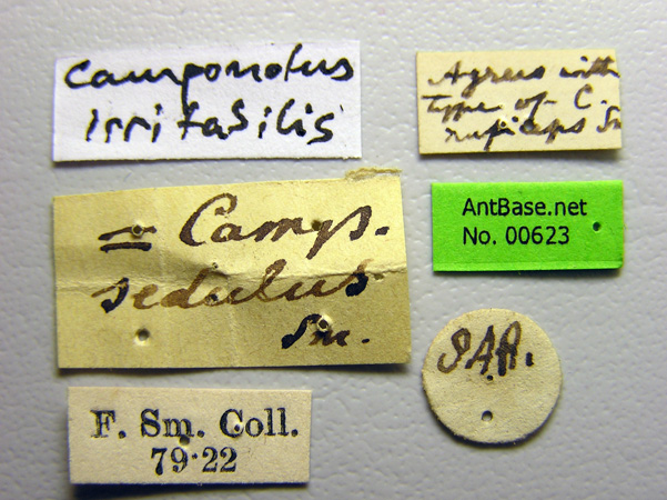 Camponotus irritabilis label