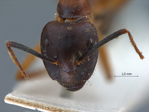 Camponotus irritans pallidus frontal
