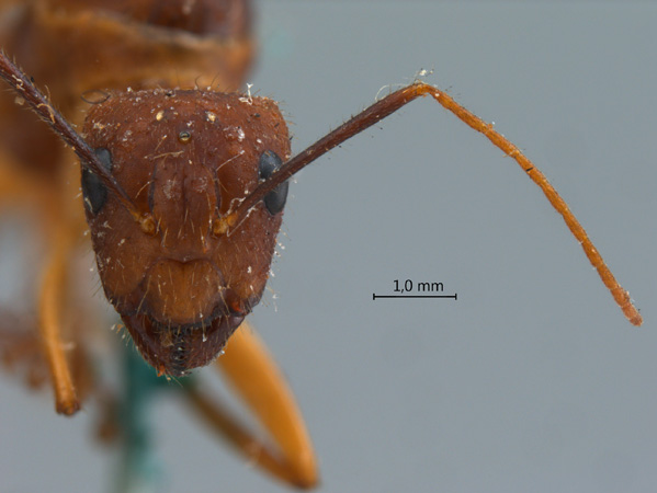 Camponotus variegatus frontal