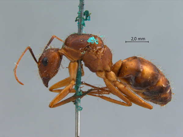 Camponotus variegatus lateral