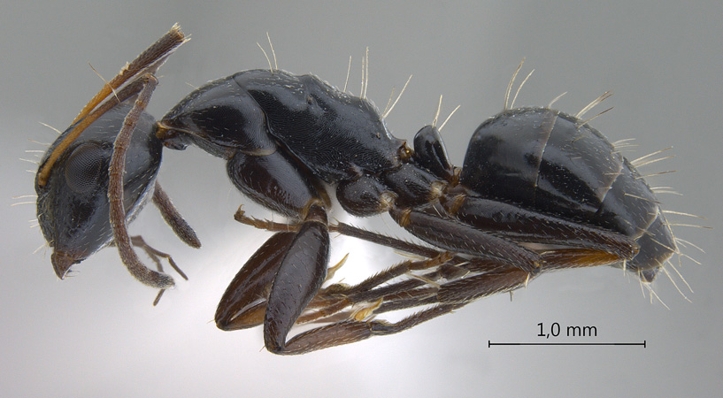 Camponotus bedoti lateral