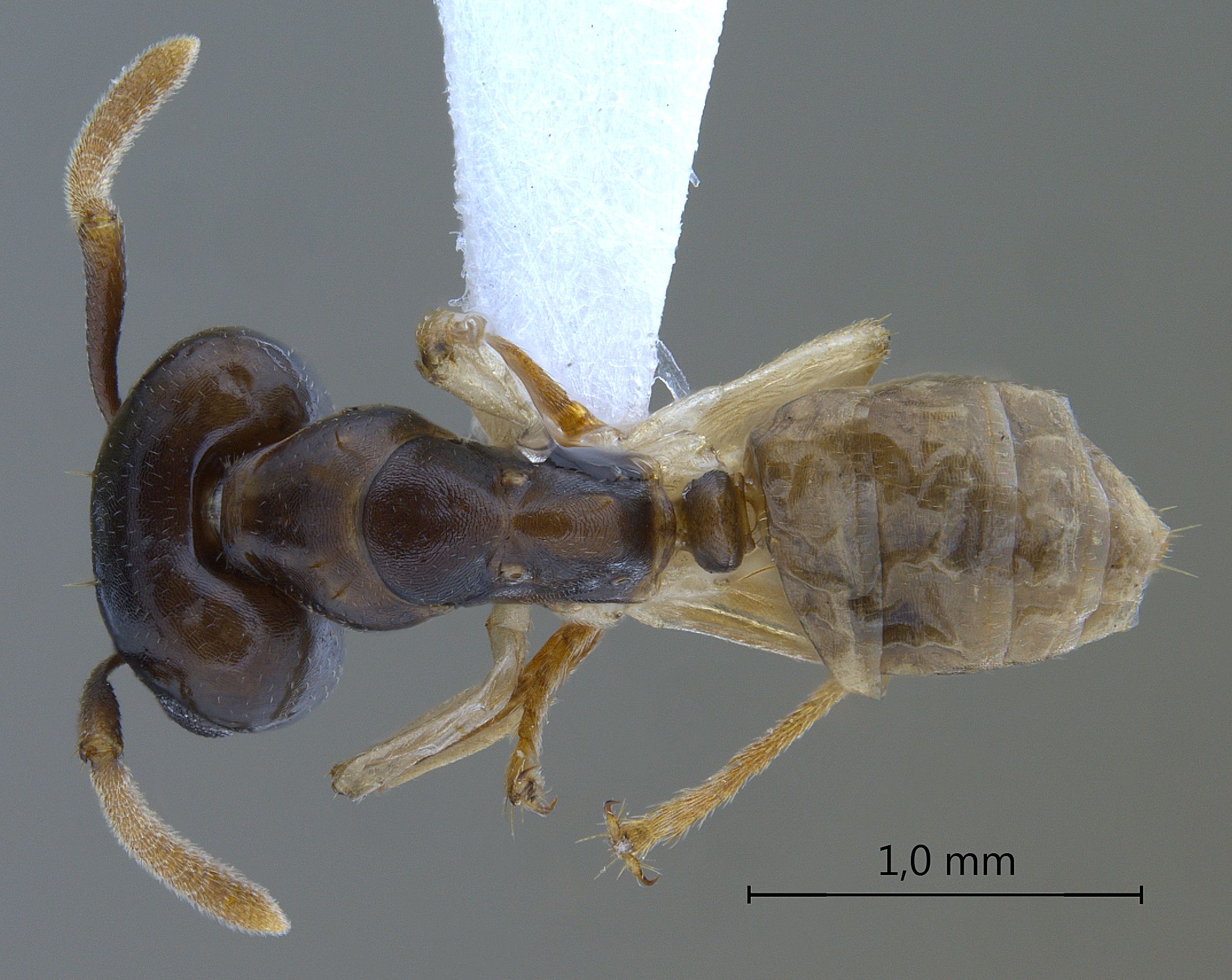 Camponotus hospes dorsal