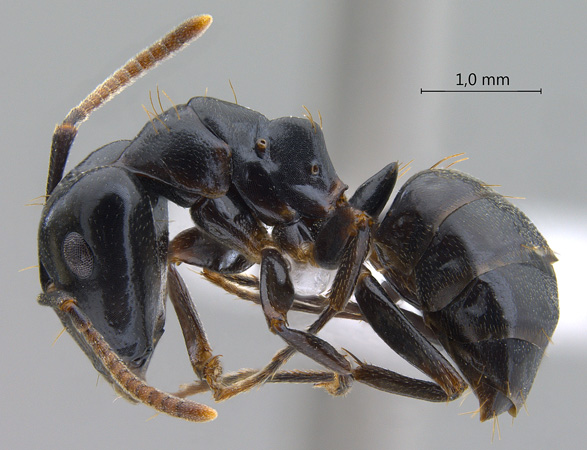 Camponotus korthalsiae lateral