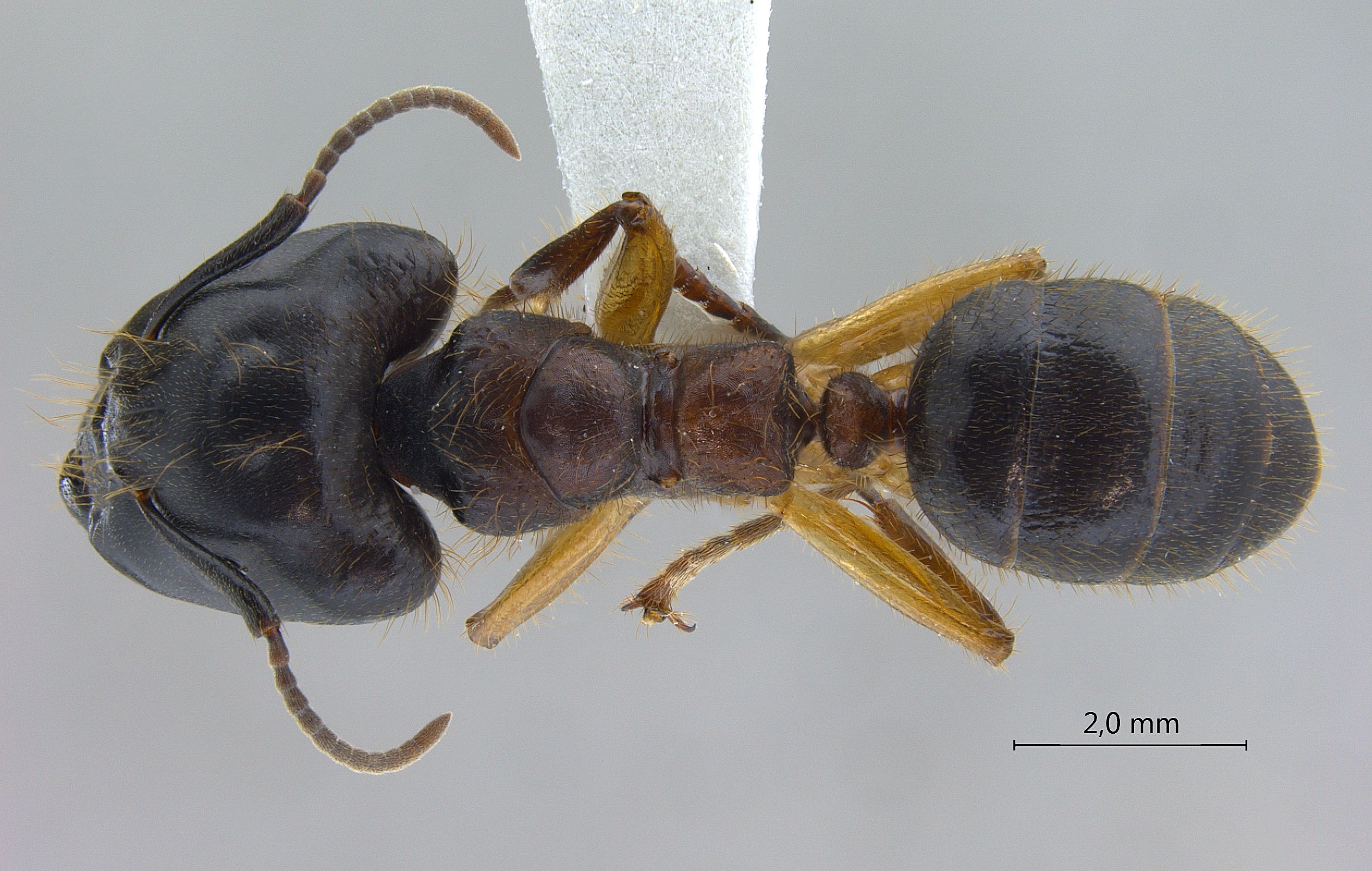 Camponotus megalonyx major dorsal