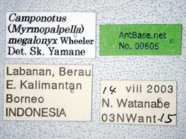 Camponotus megalonyx major label
