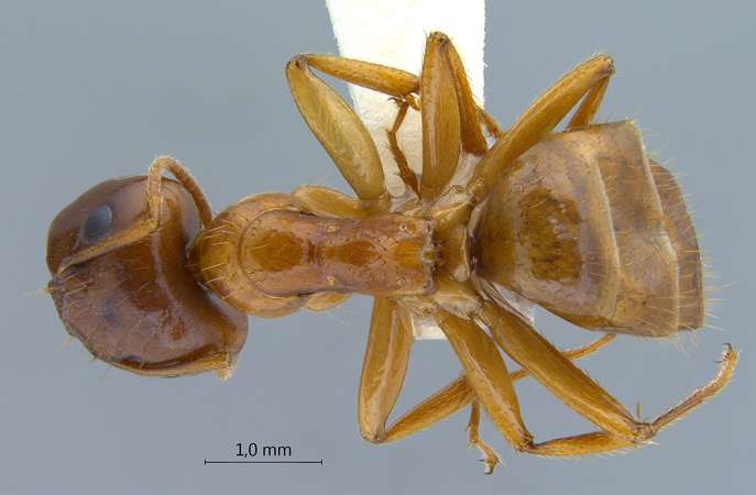 Camponotus moeschi major dorsal