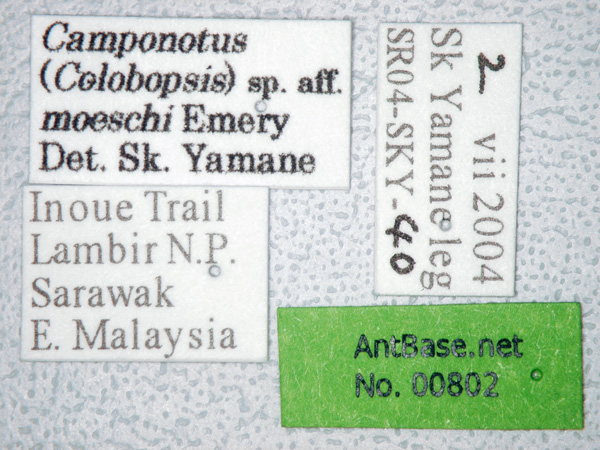 Camponotus moeschi major label