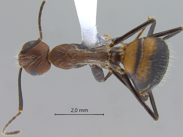 Camponotus nicobarensis dorsal