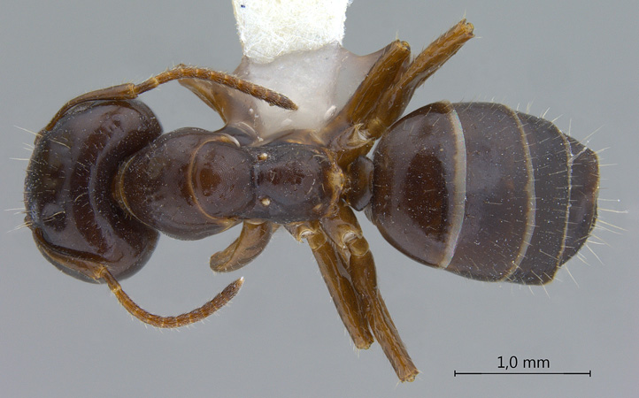 Camponotus praerufus major dorsal