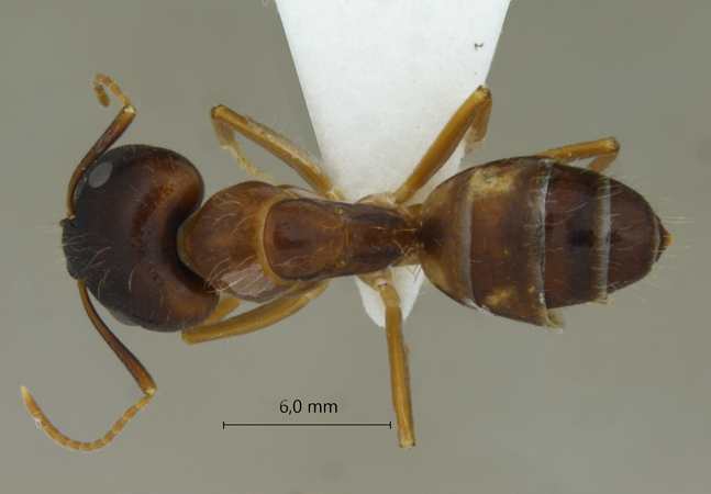 Camponotus albosparsus dorsal