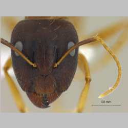 Camponotus albosparsus Erstbeschreiber, Jahr frontal